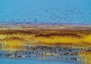 我們默默守候，只為你按時(shí)歸來(lái) 宗保東灘鳥(niǎo)類(lèi)保護區項目側記