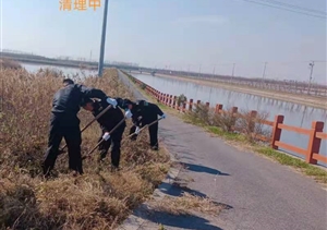 宗保公司協(xié)助清除外來(lái)入侵物種“加拿大一枝黃花”